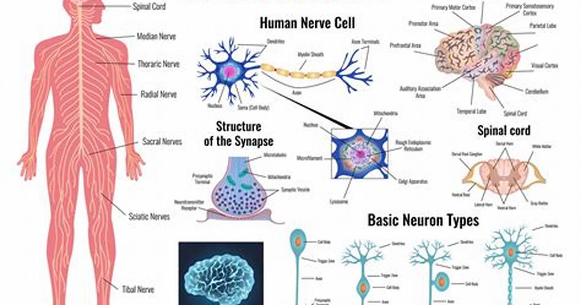 Neuroscience